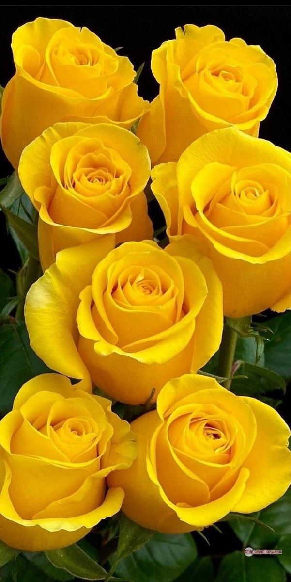 3300+ Beautiful Rose Flowers Image | Rose Flower HD Pic Download | 1659 flowers yellow roses -(15)