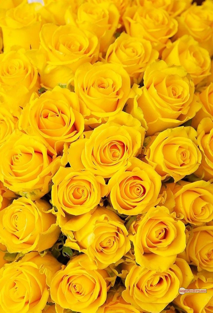 3300+ Beautiful Rose Flowers Image | Rose Flower HD Pic Download | 2680 flowers yellow roses -(16)