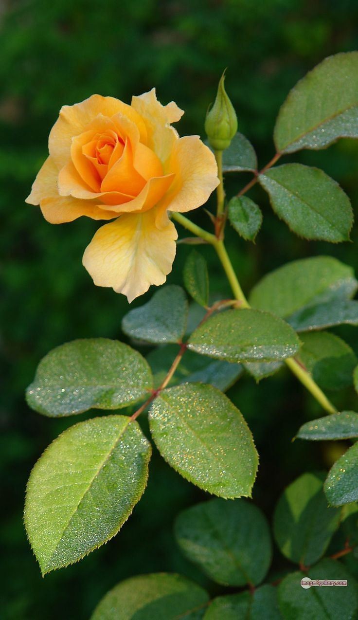 3300+ Beautiful Rose Flowers Image | Rose Flower HD Pic Download | 1641 flowers yellow roses -(17)
