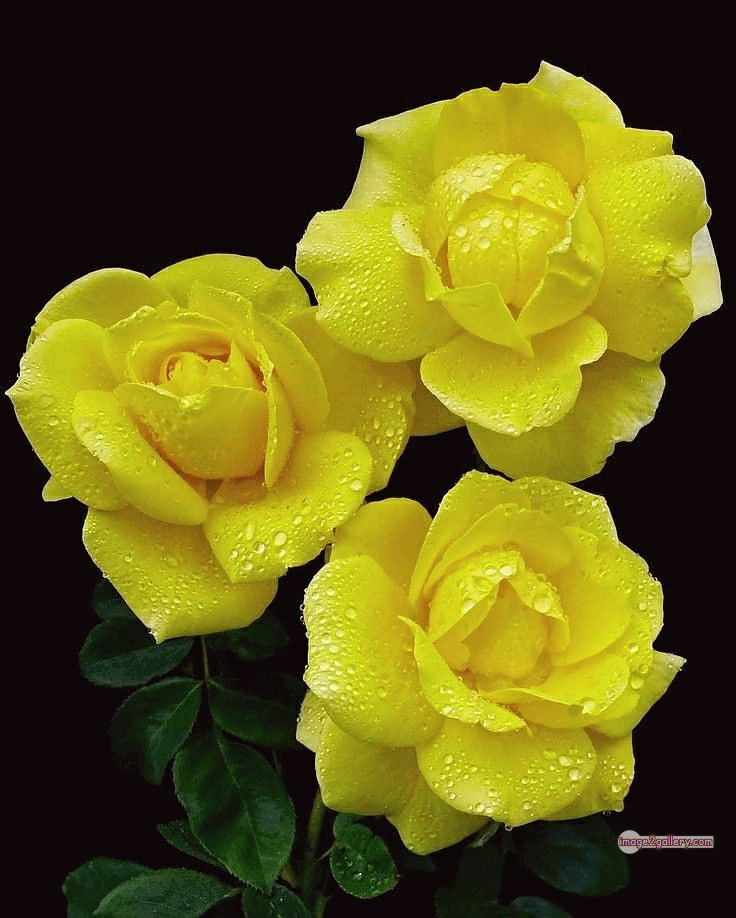 3300+ Beautiful Rose Flowers Image | Rose Flower HD Pic Download | 1672 flowers yellow roses -(18)
