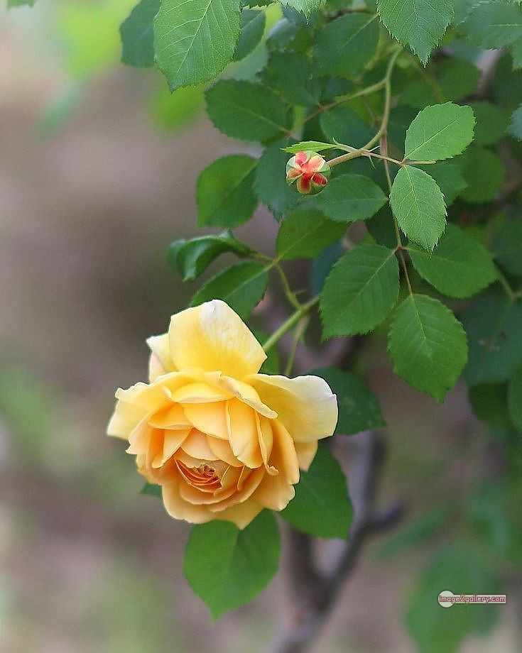 3300+ Beautiful Rose Flowers Image | Rose Flower HD Pic Download | 554 flowers yellow roses -(19)