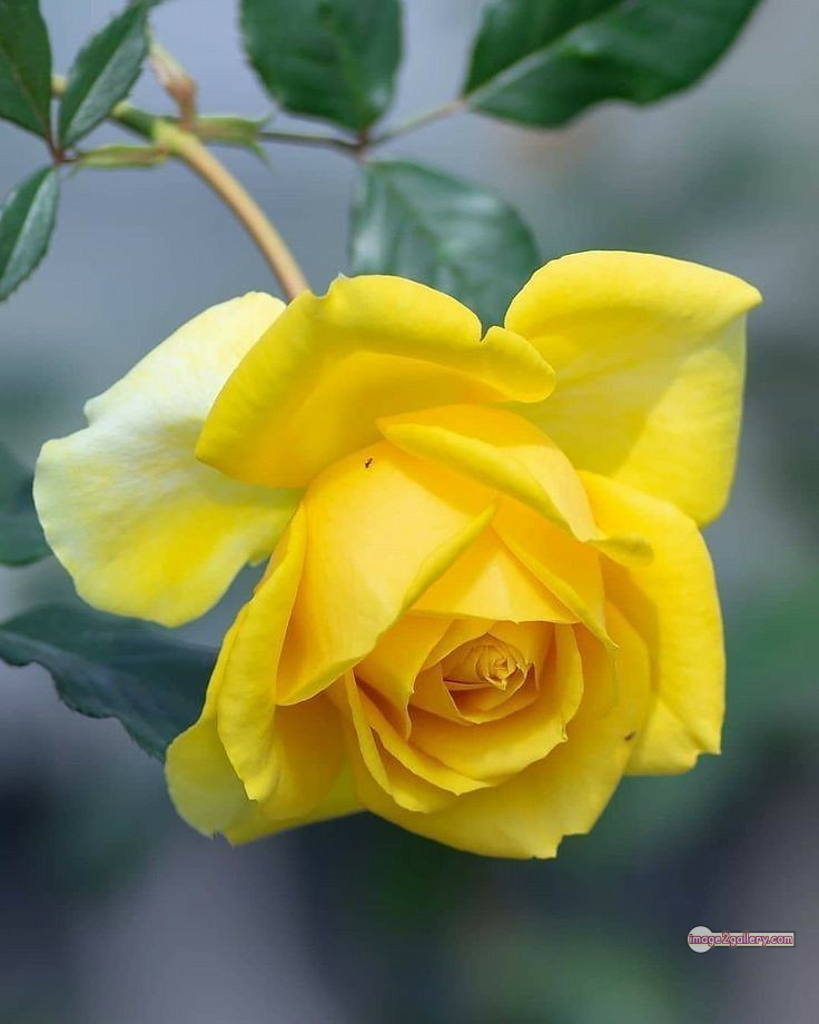 3300+ Beautiful Rose Flowers Image | Rose Flower HD Pic Download | 700 flowers yellow roses -(2)