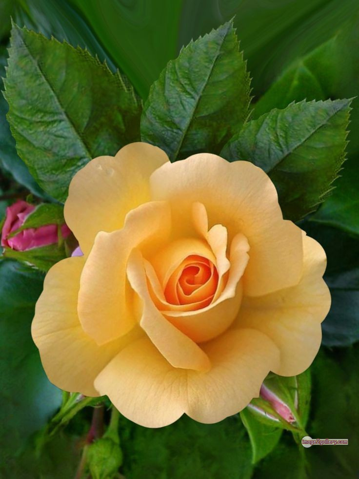 3300+ Beautiful Rose Flowers Image | Rose Flower HD Pic Download | 619 flowers yellow roses -(20)