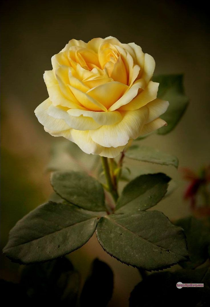 3300+ Beautiful Rose Flowers Image | Rose Flower HD Pic Download | 2771 flowers yellow roses -(24)