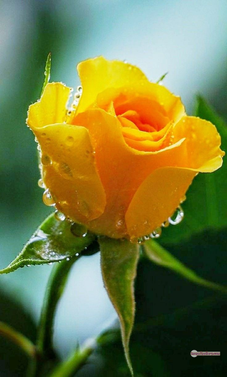 3300+ Beautiful Rose Flowers Image | Rose Flower HD Pic Download | 1589 flowers yellow roses -(4)