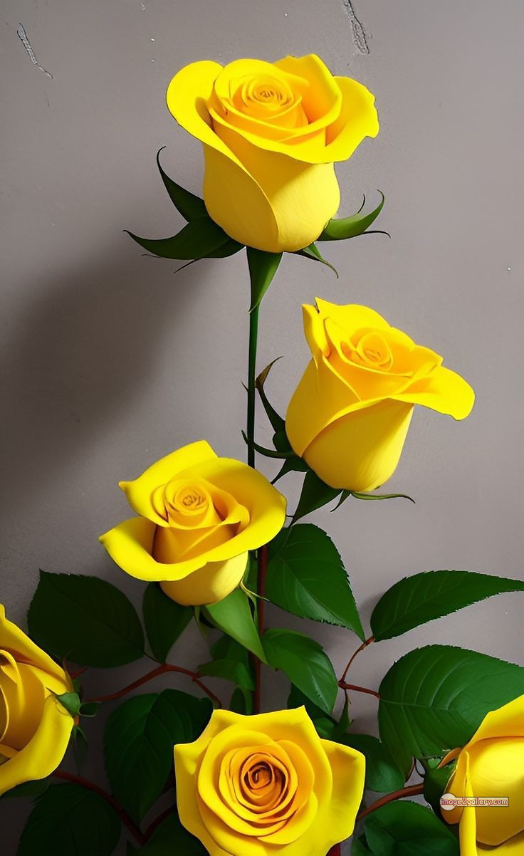 3300+ Beautiful Rose Flowers Image | Rose Flower HD Pic Download | 2638 flowers yellow roses -(6)