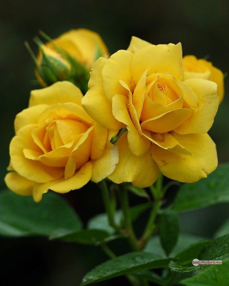 3300+ Beautiful Rose Flowers Image | Rose Flower HD Pic Download | 1753 flowers yellow roses -(8)