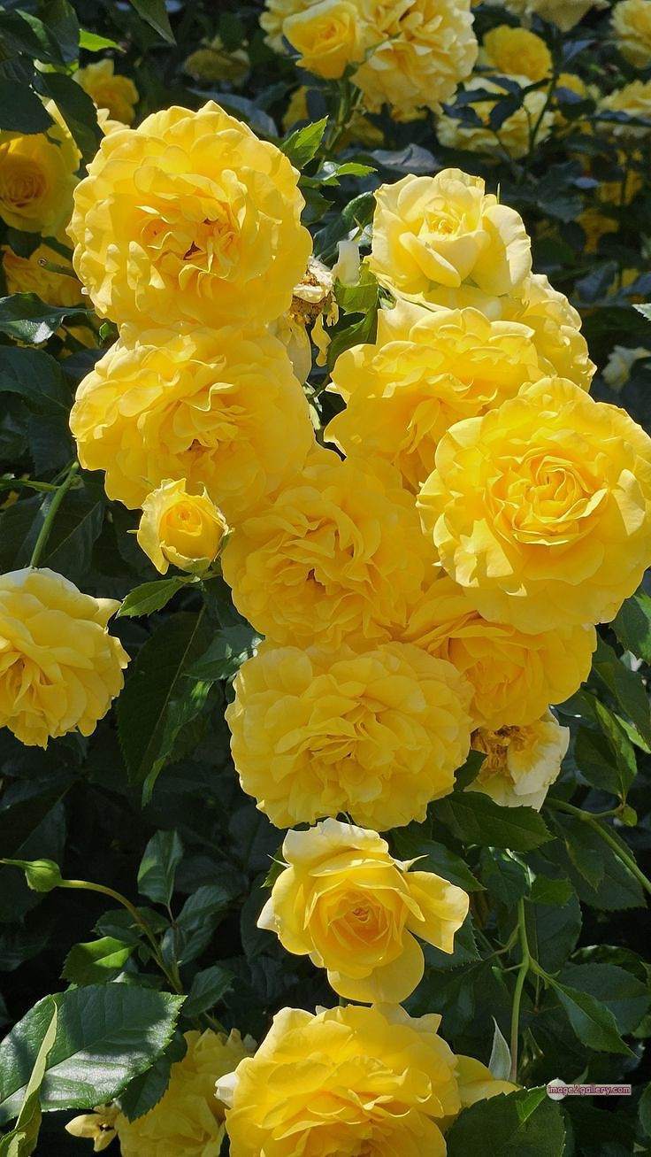 3300+ Beautiful Rose Flowers Image | Rose Flower HD Pic Download | 2519 flowers yellow roses -(9)