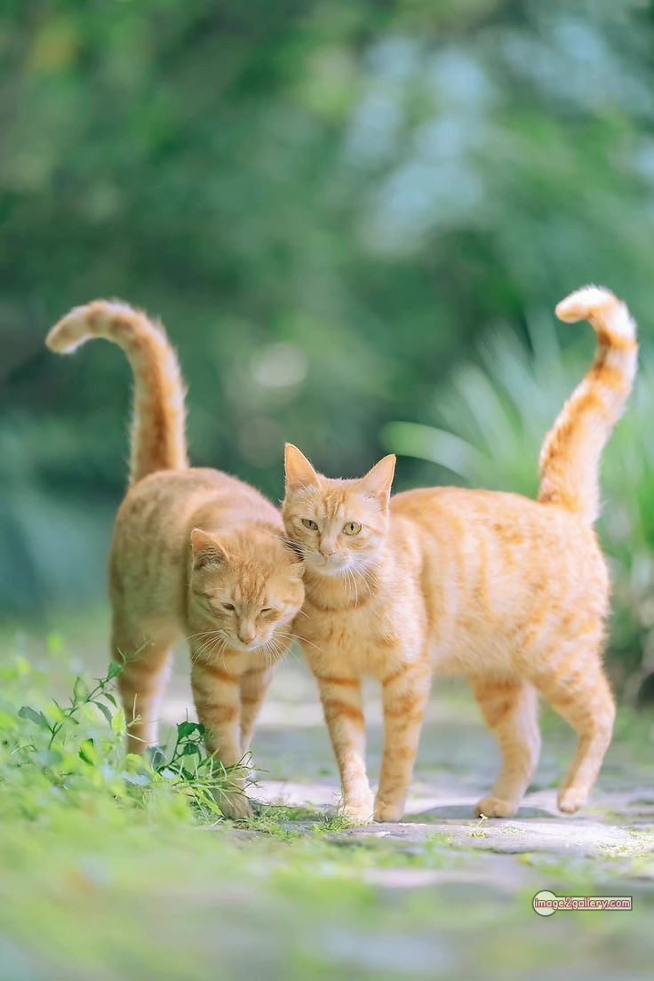 800+ Cute Cate Photos Download | Beautiful Cute Cat Images | 146 funniest cat pictures -