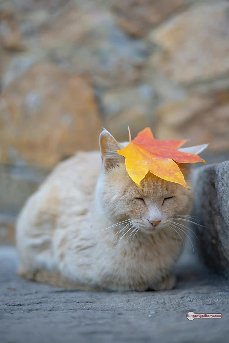 800+ Cute Cate Photos Download | Beautiful Cute Cat Images | 139 funniest cat pictures -(1)