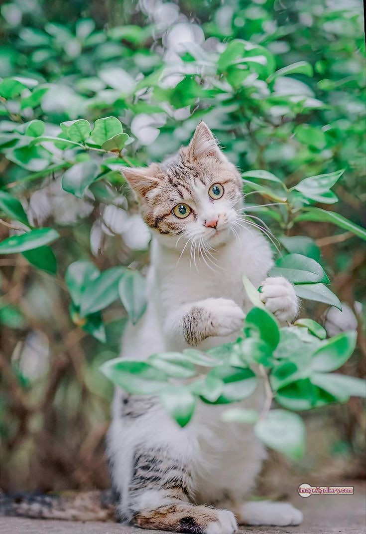 800+ Cute Cate Photos Download | Beautiful Cute Cat Images | 112 funniest cat pictures -(10)