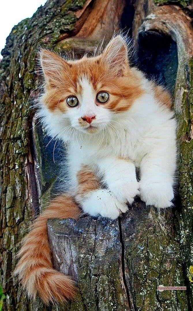 800+ Cute Cate Photos Download | Beautiful Cute Cat Images | 183 funniest cat pictures -(11)