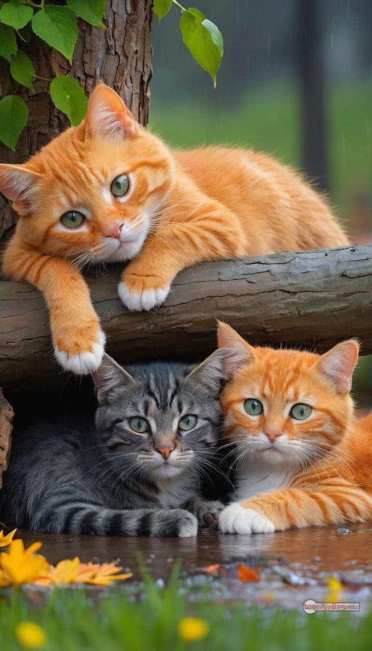 800+ Cute Cate Photos Download | Beautiful Cute Cat Images | 115 funniest cat pictures -(12)