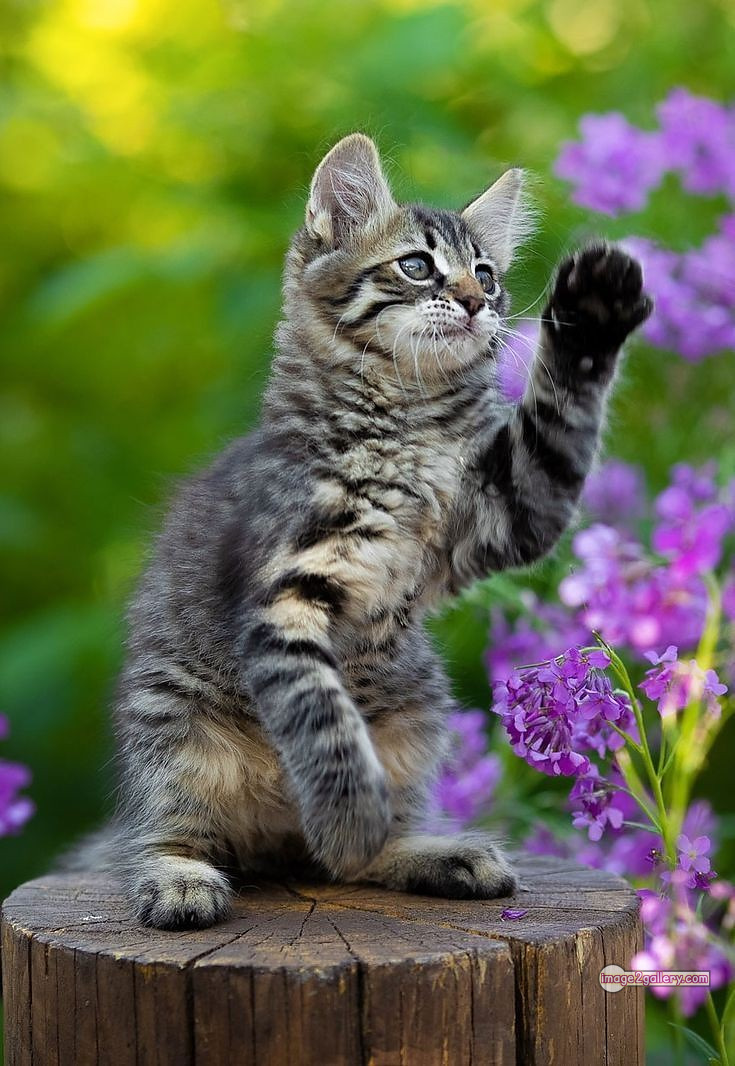 800+ Cute Cate Photos Download | Beautiful Cute Cat Images | 149 funniest cat pictures -(13)