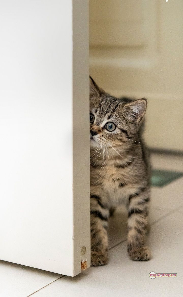 800+ Cute Cate Photos Download | Beautiful Cute Cat Images | 148 funniest cat pictures -(14)