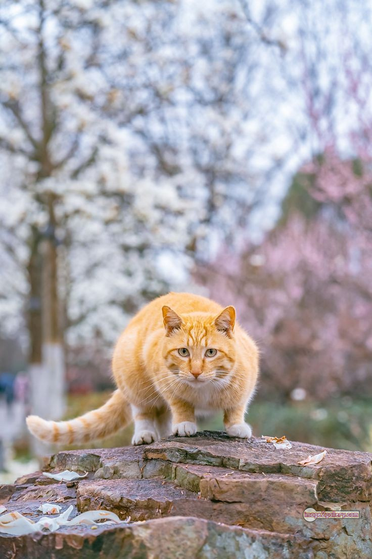 800+ Cute Cate Photos Download | Beautiful Cute Cat Images | 147 funniest cat pictures -(15)
