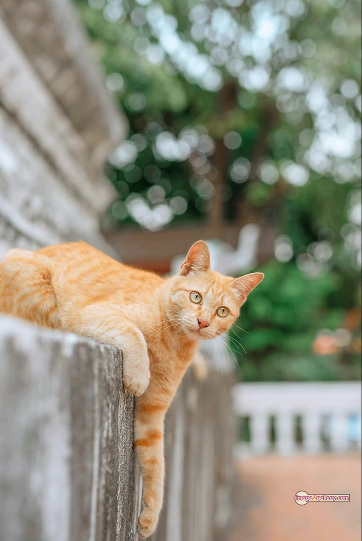 800+ Cute Cate Photos Download | Beautiful Cute Cat Images | 79 funniest cat pictures -(16)