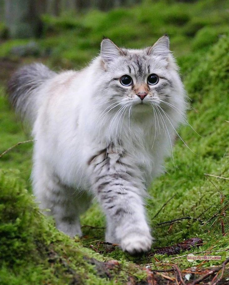 800+ Cute Cate Photos Download | Beautiful Cute Cat Images | 138 funniest cat pictures -(2)