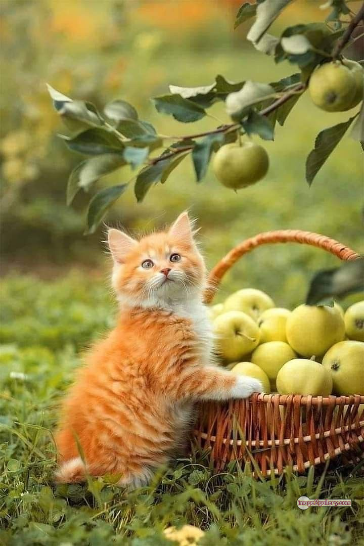 800+ Cute Cate Photos Download | Beautiful Cute Cat Images | 141 funniest cat pictures -(3)