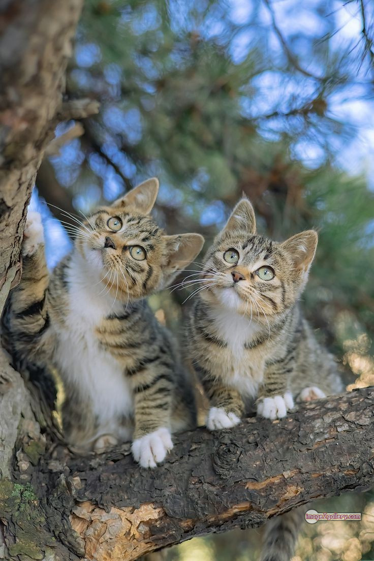 800+ Cute Cate Photos Download | Beautiful Cute Cat Images | 140 funniest cat pictures -(4)
