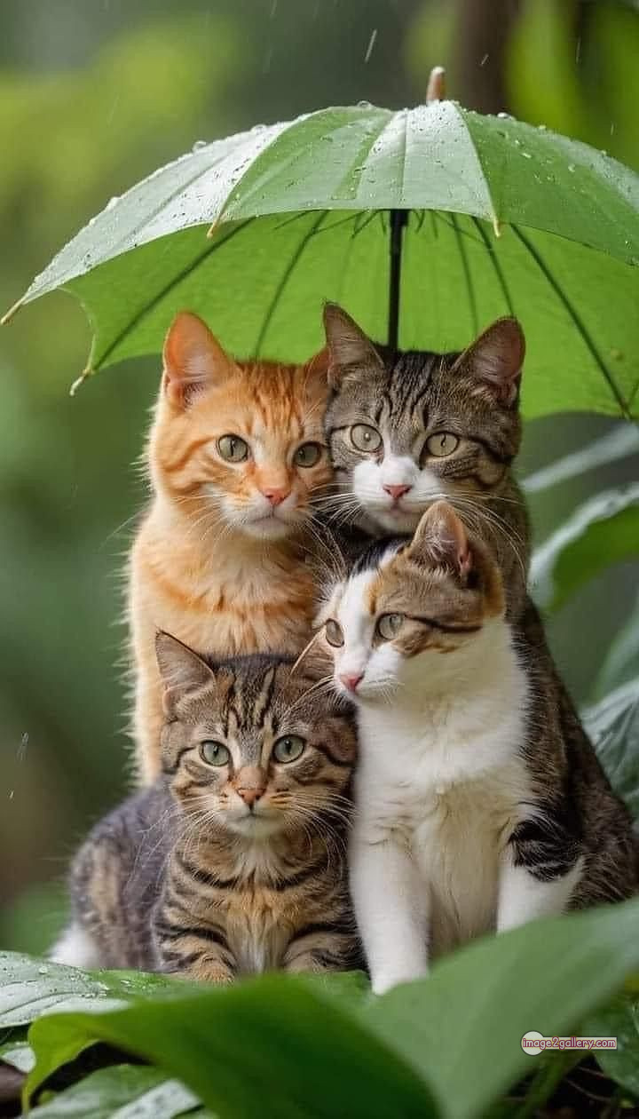 800+ Cute Cate Photos Download | Beautiful Cute Cat Images | 143 funniest cat pictures -(5)
