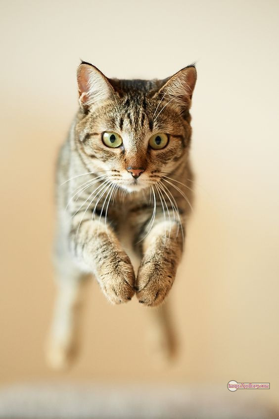 800+ Cute Cate Photos Download | Beautiful Cute Cat Images | 111 funniest cat pictures -(7)
