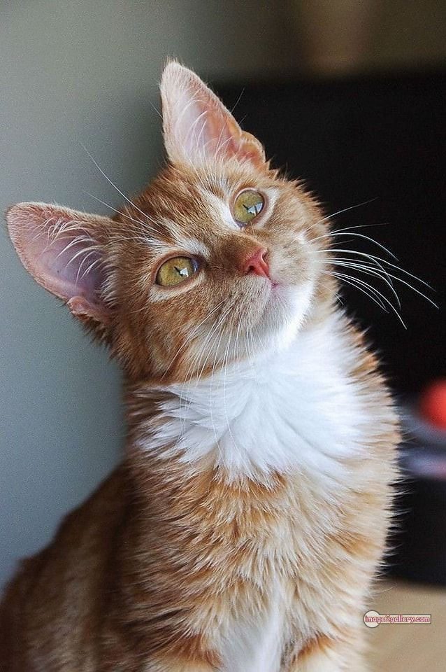 800+ Cute Cate Photos Download | Beautiful Cute Cat Images | 110 funniest cat pictures -(8)