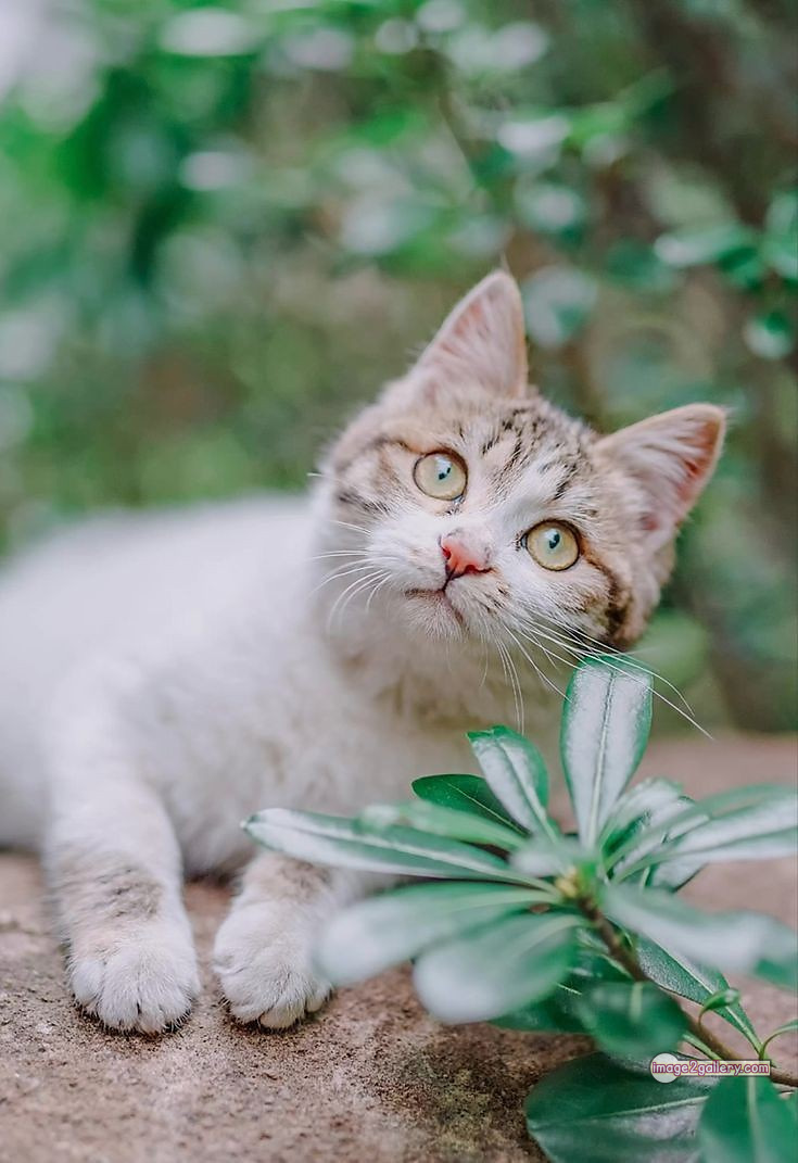 800+ Cute Cate Photos Download | Beautiful Cute Cat Images | 114 funniest cat pictures -(9)
