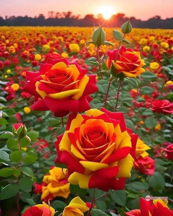3300+ Beautiful Rose Flowers Image | Rose Flower HD Pic Download | 96 garden roses -