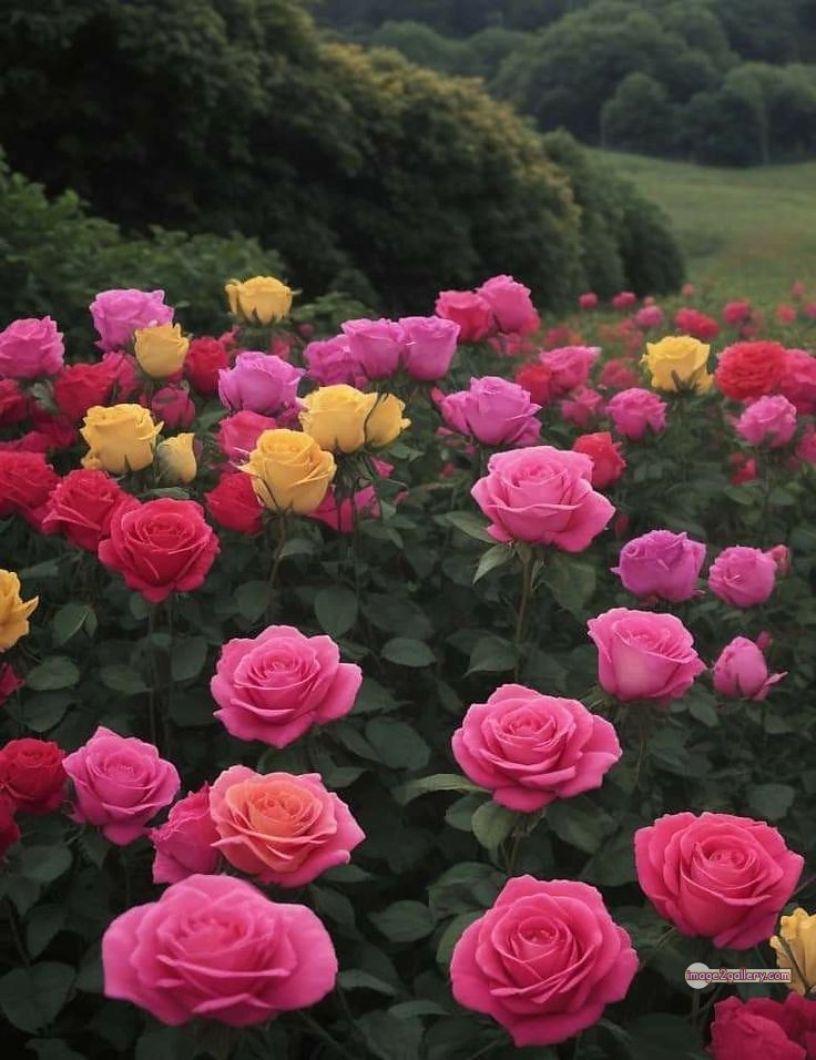 3300+ Beautiful Rose Flowers Image | Rose Flower HD Pic Download | 572 garden roses -(1)