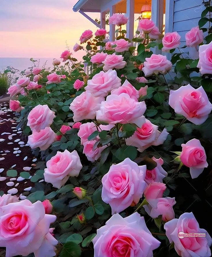 3300+ Beautiful Rose Flowers Image | Rose Flower HD Pic Download | 933 garden roses -(10)