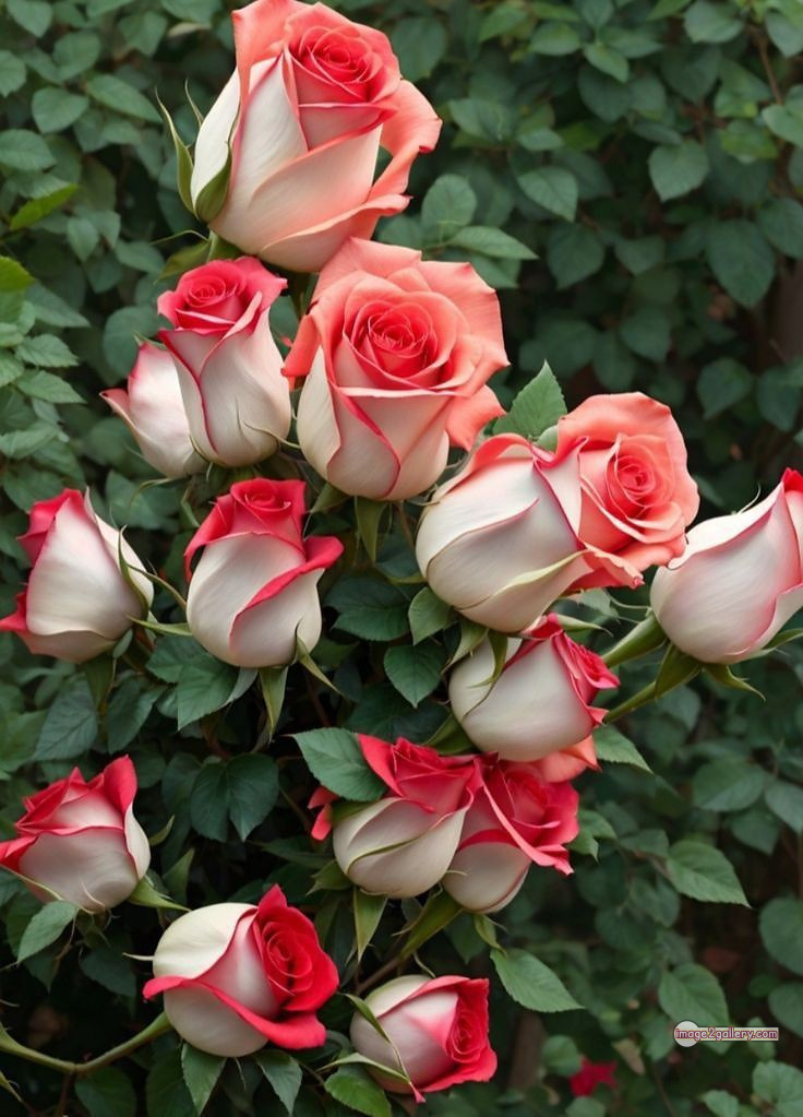 3300+ Beautiful Rose Flowers Image | Rose Flower HD Pic Download | 7 garden roses -(13)