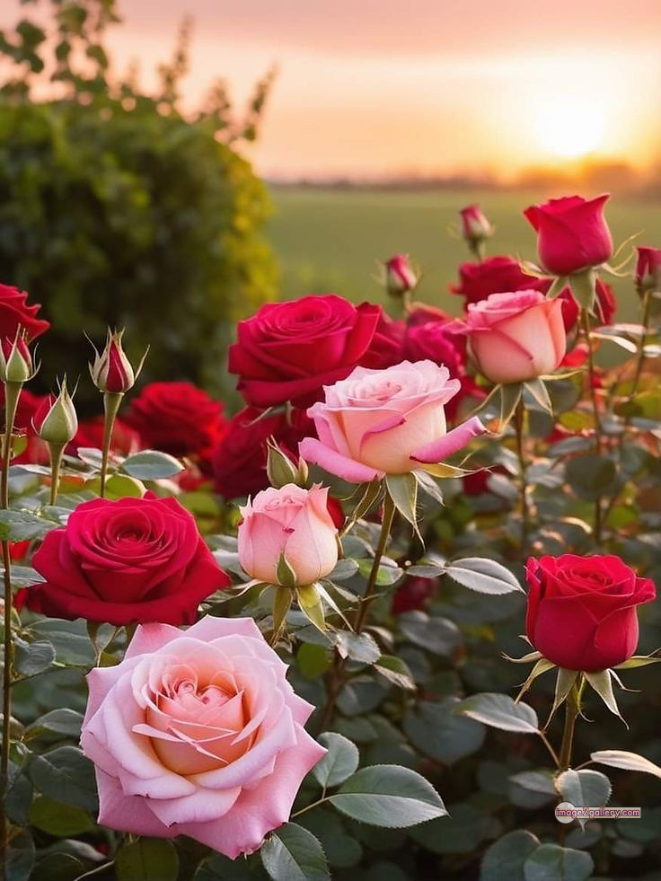 3300+ Beautiful Rose Flowers Image | Rose Flower HD Pic Download | 937 garden roses -(16)
