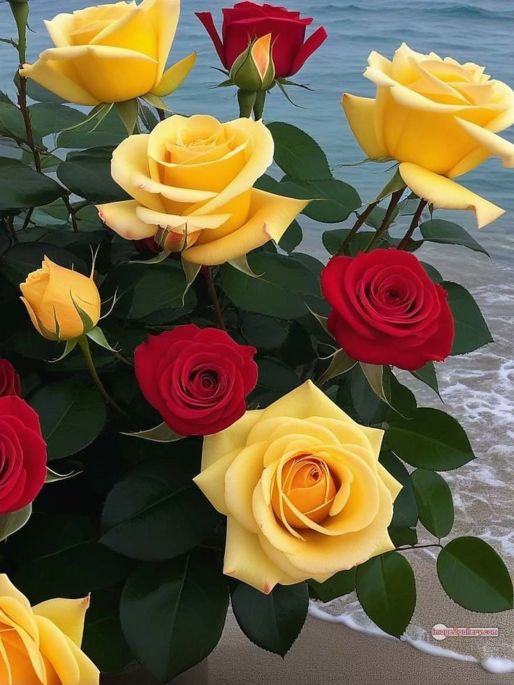 3300+ Beautiful Rose Flowers Image | Rose Flower HD Pic Download | 1340 garden roses -(17)