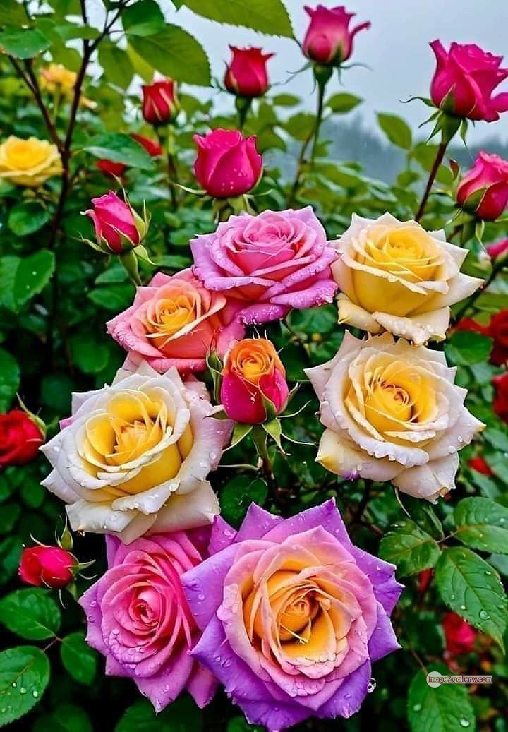 3300+ Beautiful Rose Flowers Image | Rose Flower HD Pic Download | 571 garden roses -(19)