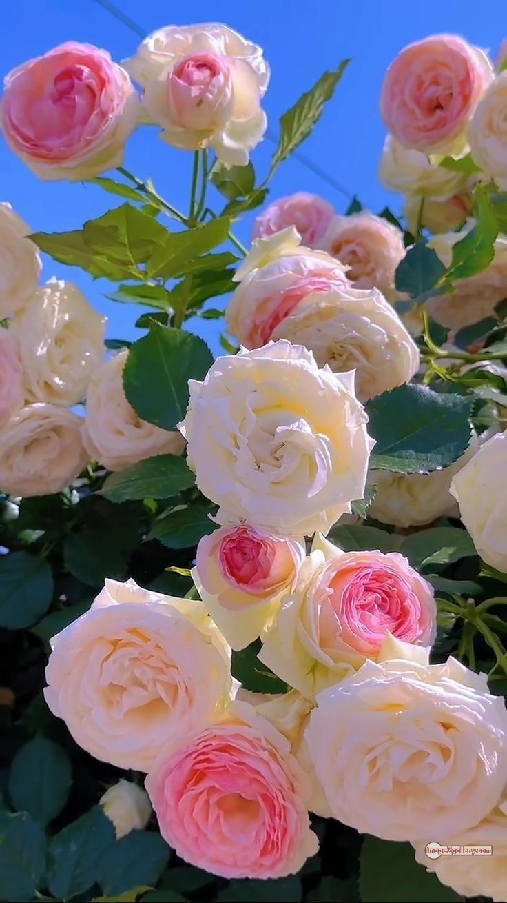 3300+ Beautiful Rose Flowers Image | Rose Flower HD Pic Download | 1562 garden roses -(2)