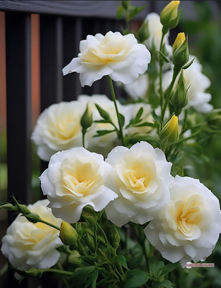 3300+ Beautiful Rose Flowers Image | Rose Flower HD Pic Download | 1846 garden roses -(21)