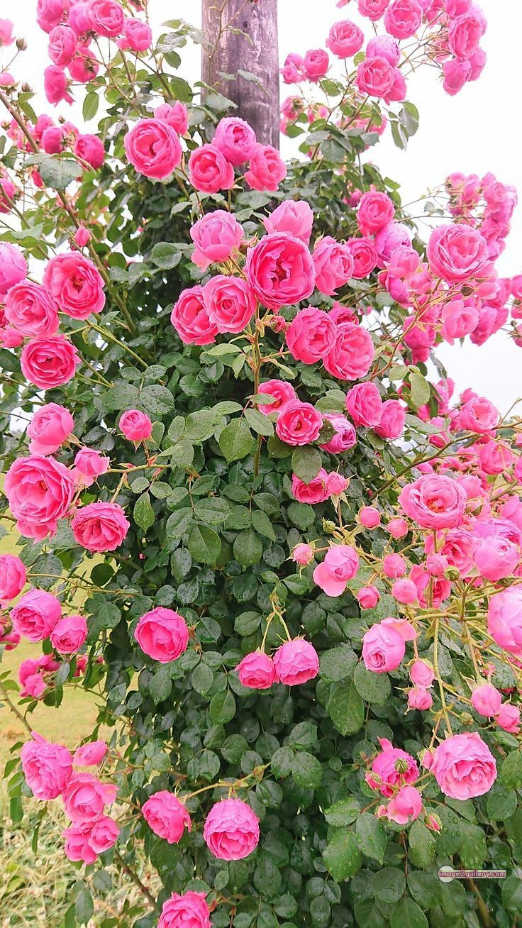 3300+ Beautiful Rose Flowers Image | Rose Flower HD Pic Download | 758 garden roses -(23)