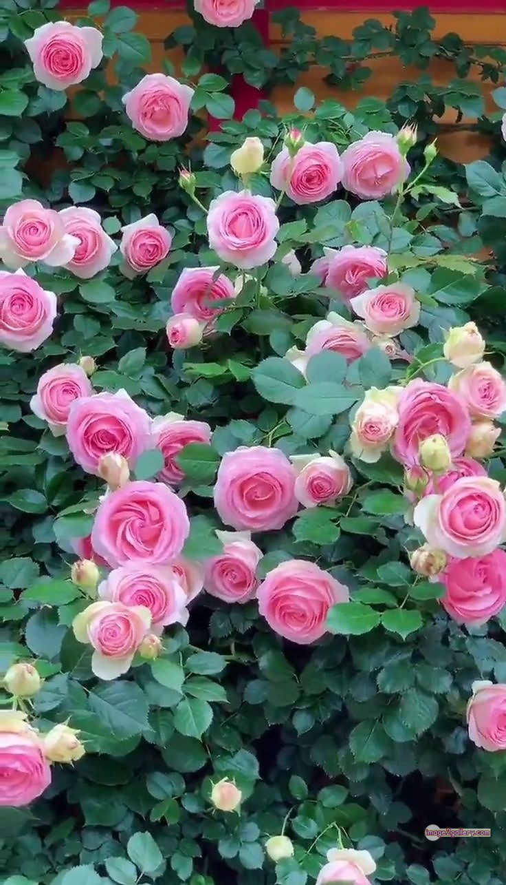 3300+ Beautiful Rose Flowers Image | Rose Flower HD Pic Download | 904 garden roses -(24)