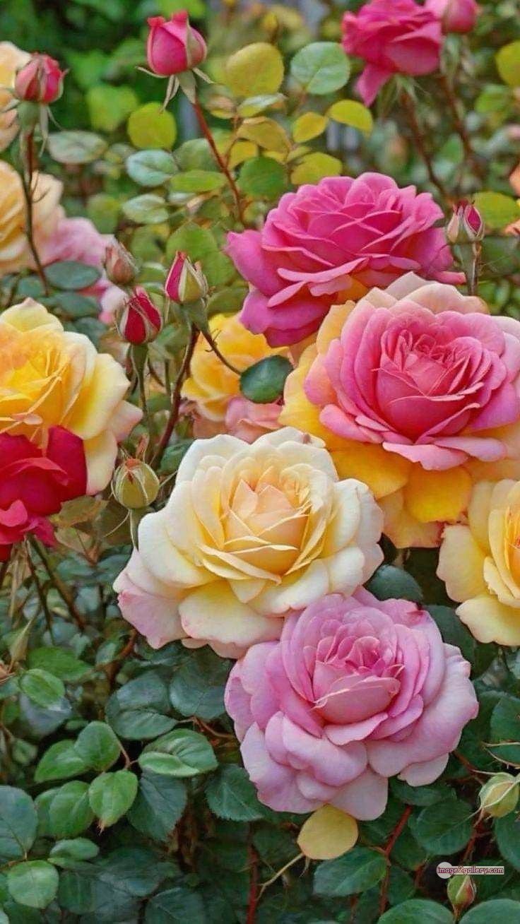 3300+ Beautiful Rose Flowers Image | Rose Flower HD Pic Download | 568 garden roses -(31)