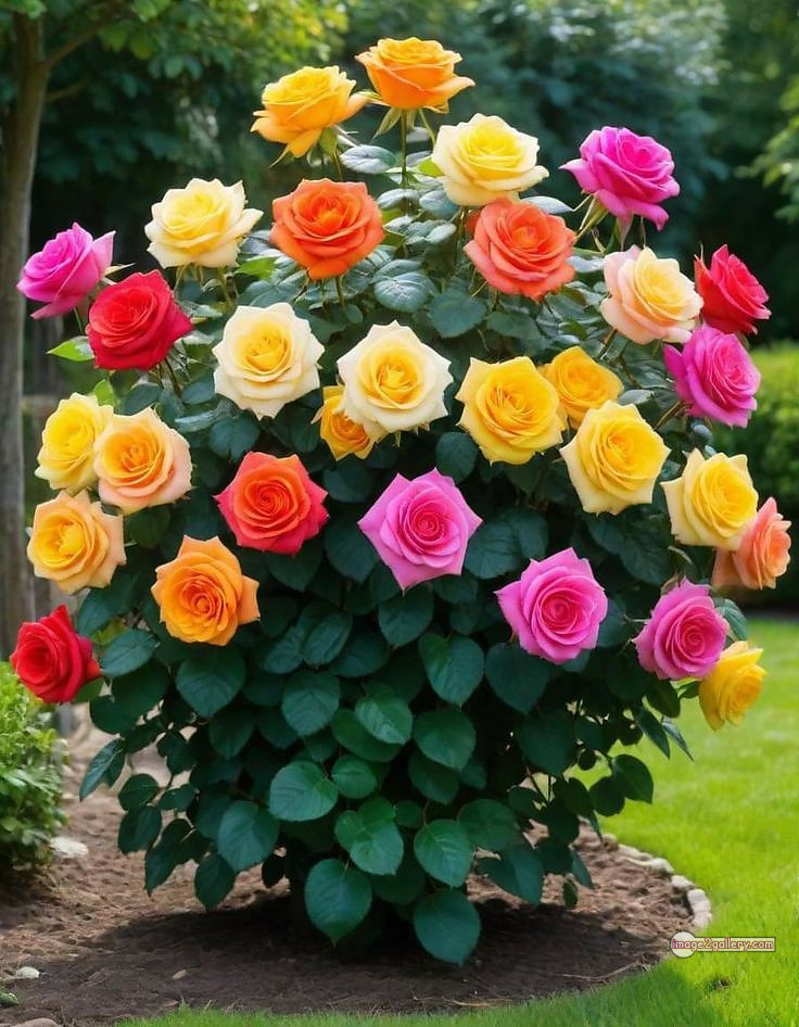3300+ Beautiful Rose Flowers Image | Rose Flower HD Pic Download | 569 garden roses -(34)