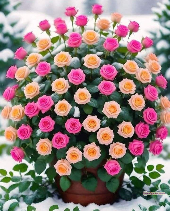 3300+ Beautiful Rose Flowers Image | Rose Flower HD Pic Download | 757 garden roses -(35)