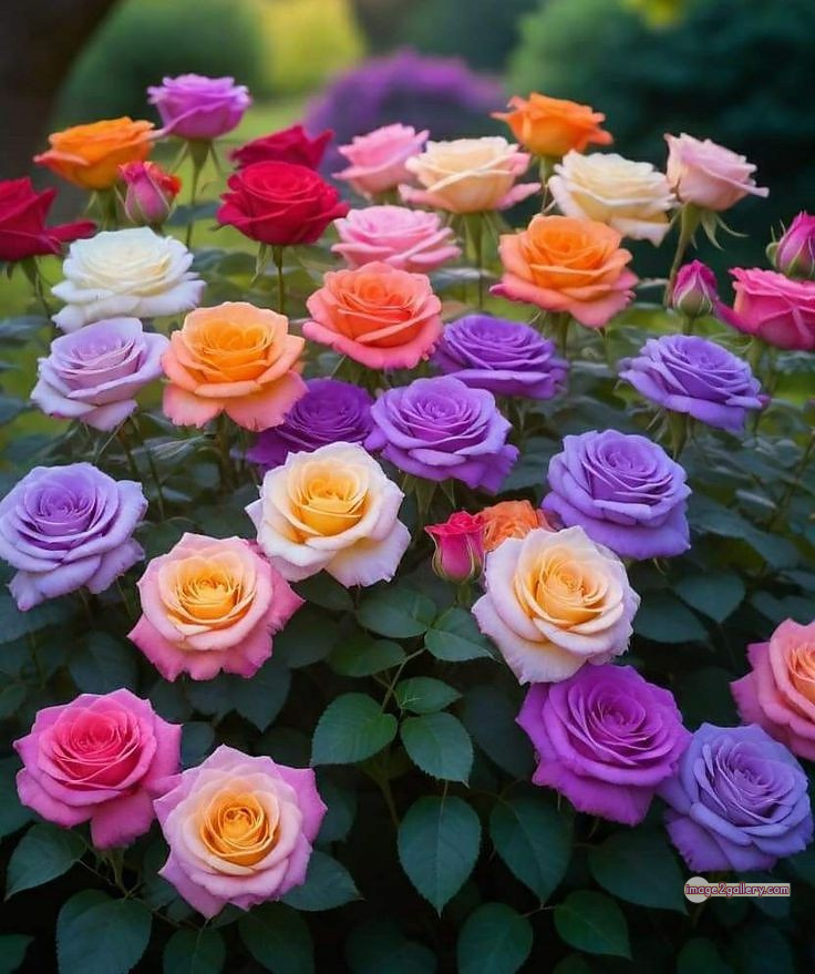 3300+ Beautiful Rose Flowers Image | Rose Flower HD Pic Download | 1374 garden roses -(36)