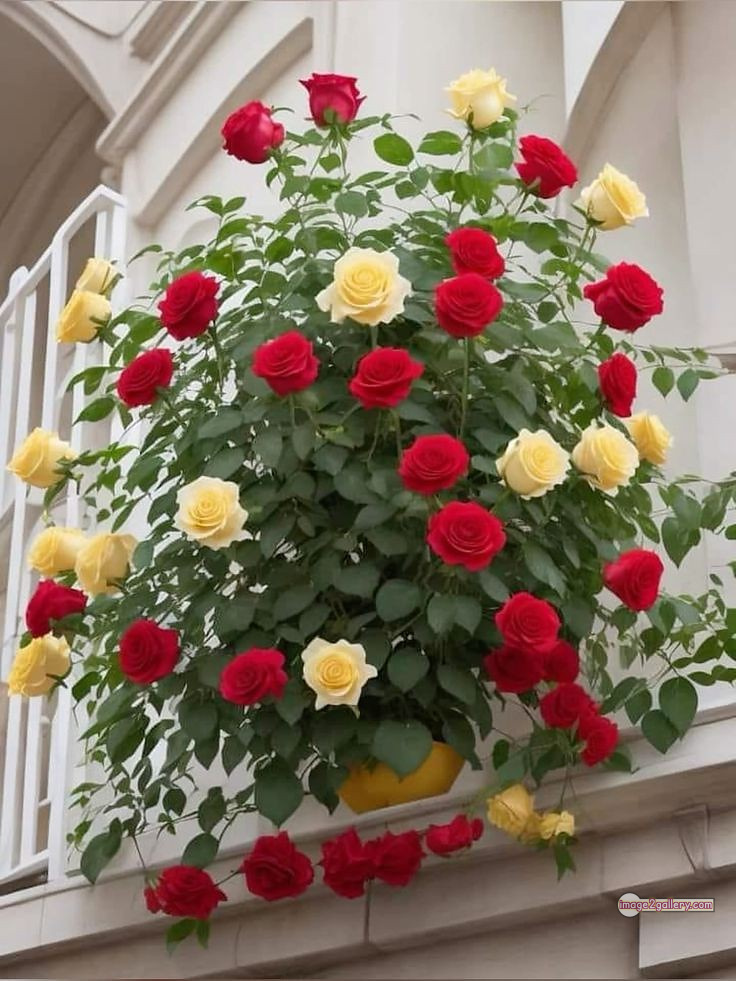 3300+ Beautiful Rose Flowers Image | Rose Flower HD Pic Download | 1372 garden roses -(39)