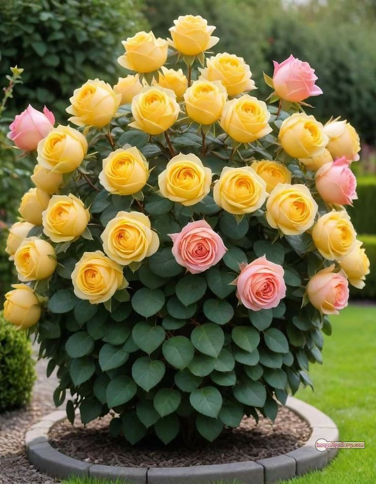 3300+ Beautiful Rose Flowers Image | Rose Flower HD Pic Download | 1560 garden roses -(41)