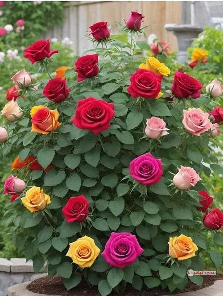 3300+ Beautiful Rose Flowers Image | Rose Flower HD Pic Download | 1575 garden roses -(44)