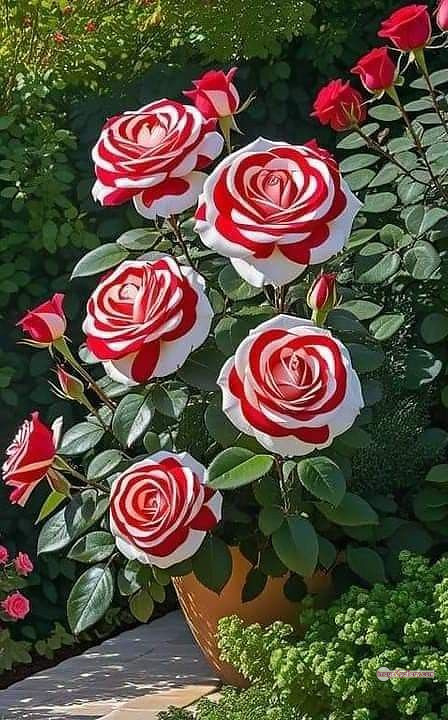 3300+ Beautiful Rose Flowers Image | Rose Flower HD Pic Download | 570 garden roses -(46)