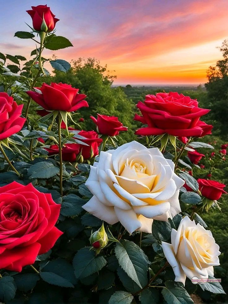 3300+ Beautiful Rose Flowers Image | Rose Flower HD Pic Download | 721 garden roses -(47)
