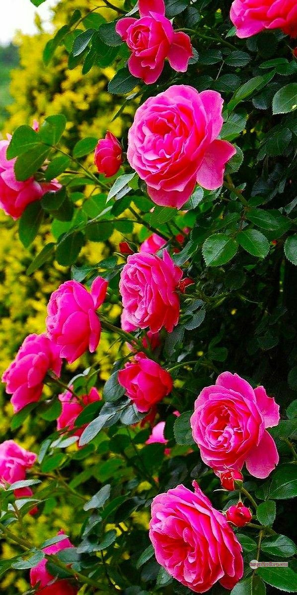 3300+ Beautiful Rose Flowers Image | Rose Flower HD Pic Download | 939 garden roses -(48)
