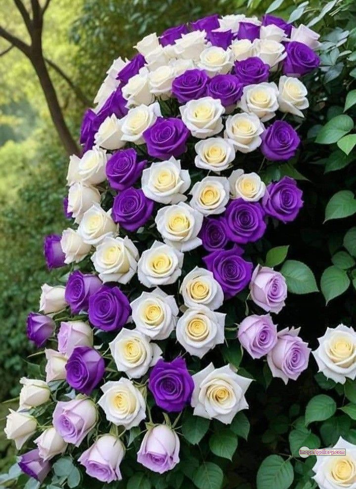 3300+ Beautiful Rose Flowers Image | Rose Flower HD Pic Download | 682 garden roses -(49)